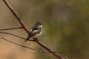 DPPhotography - Cyprus - Pied flycatcher - A