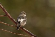 DPPhotography - Cyprus - Pied flycatcher - B
