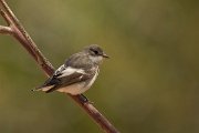 DPPhotography - Cyprus - Pied flycatcher - C