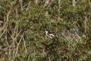 DPPhotography - Cyprus - Pied flycatcher - D
