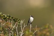 DPPhotography - Cyprus - Pied flycatcher - F