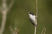 DPPhotography - Cyprus - Pied flycatcher - G