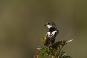 DPPhotography - Cyprus - Pied flycatcher - I