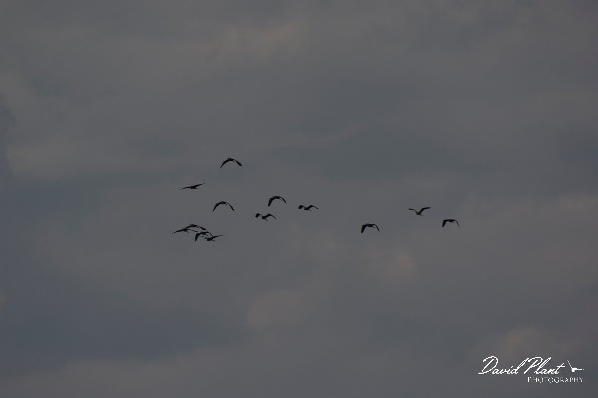 DPPhotography - Cyprus - Purple heron - A.jpg - Purple heron - Paphos Headland