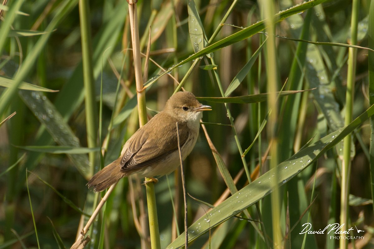 DPPhotography - Cyprus - Reed warbler - A.jpg - Reed warbler - Zakaki pool