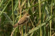 DPPhotography - Cyprus - Reed warbler - A