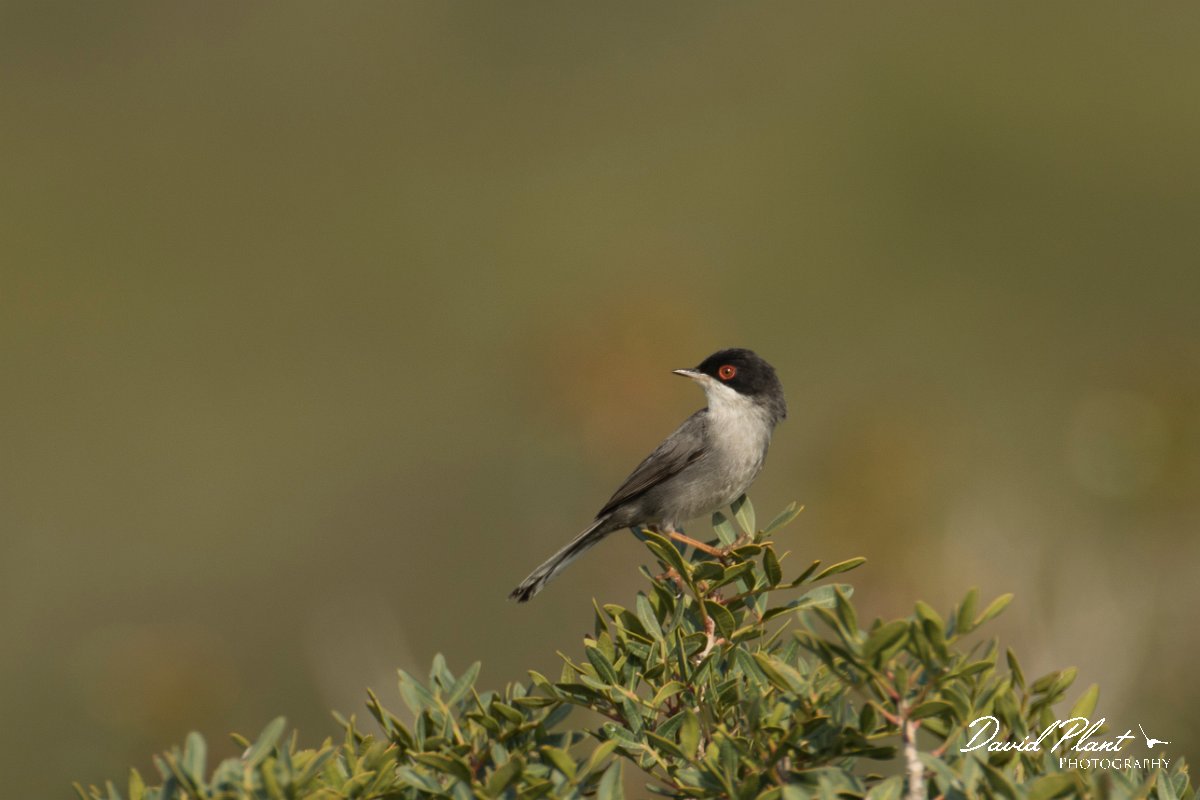DPPhotography - Cyprus - Sardinian warbler - A.jpg - Sardinian warbler - Cape Greco