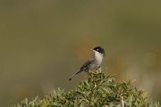 DPPhotography - Cyprus - Sardinian warbler - A