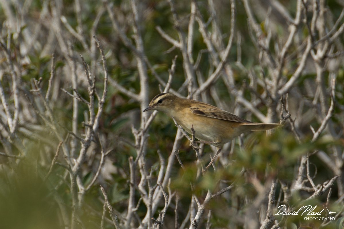 DPPhotography - Cyprus - Sedge warbler - A.jpg - Sedge warbler - Cape Greco