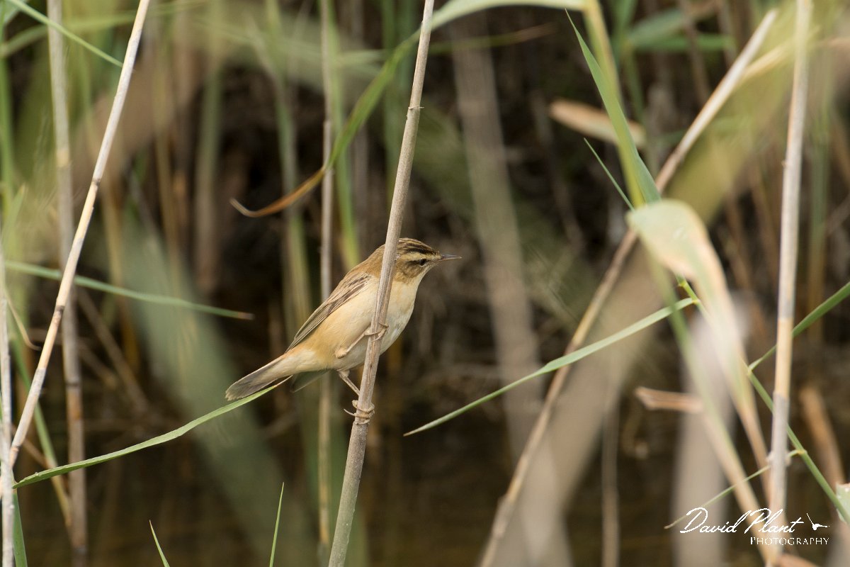 DPPhotography - Cyprus - Sedge warbler - B.jpg - Sedge warbler - Zakaki pool