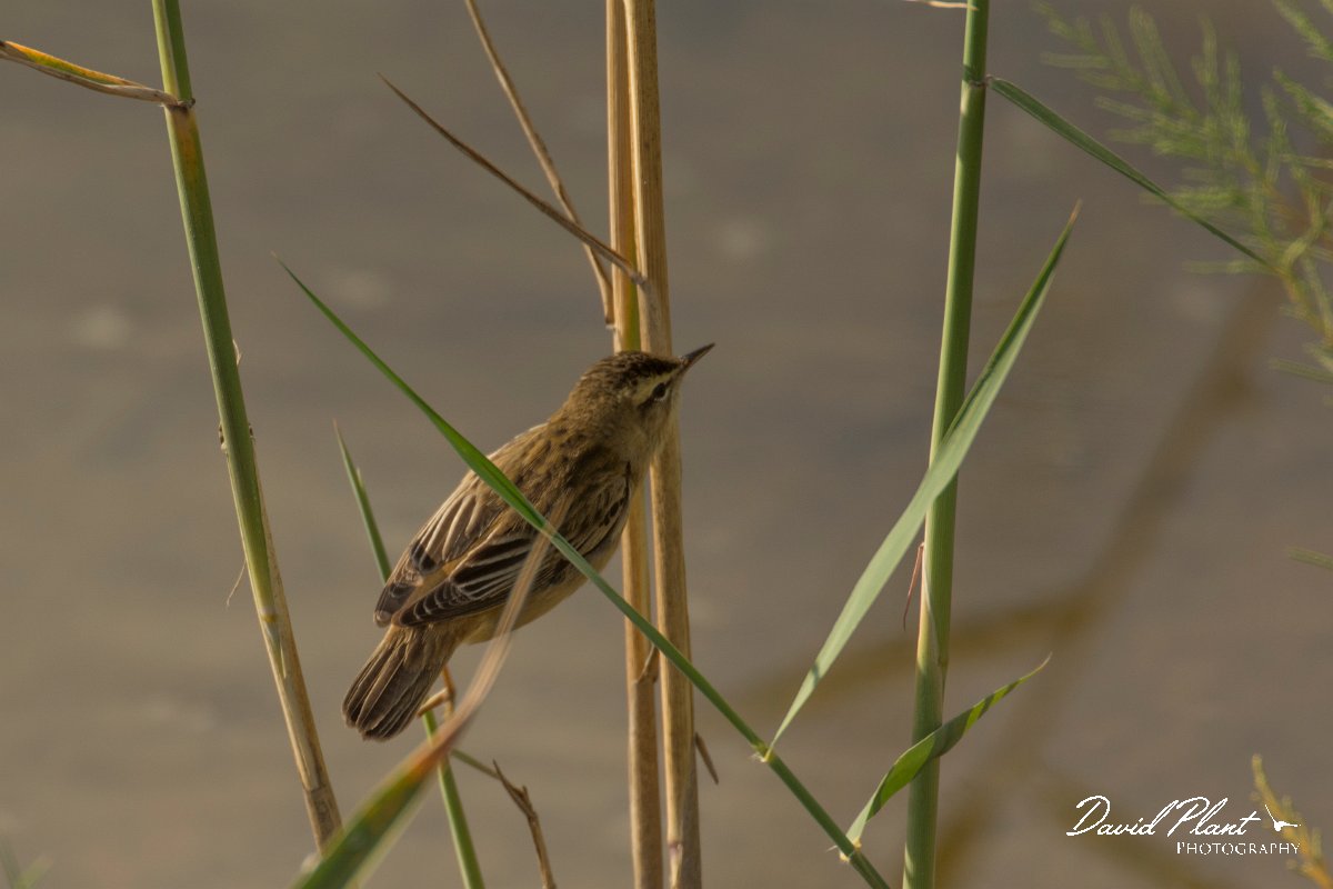 DPPhotography - Cyprus - Sedge warbler - C.jpg - Sedge warbler - Zakaki pool
