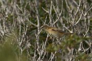 DPPhotography - Cyprus - Sedge warbler - A