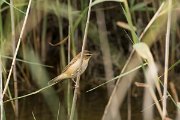 DPPhotography - Cyprus - Sedge warbler - B