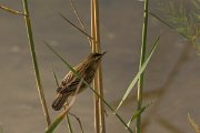 DPPhotography - Cyprus - Sedge warbler - C