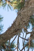 DPPhotography - Cyprus 2 - Short-toed treecreeper - A