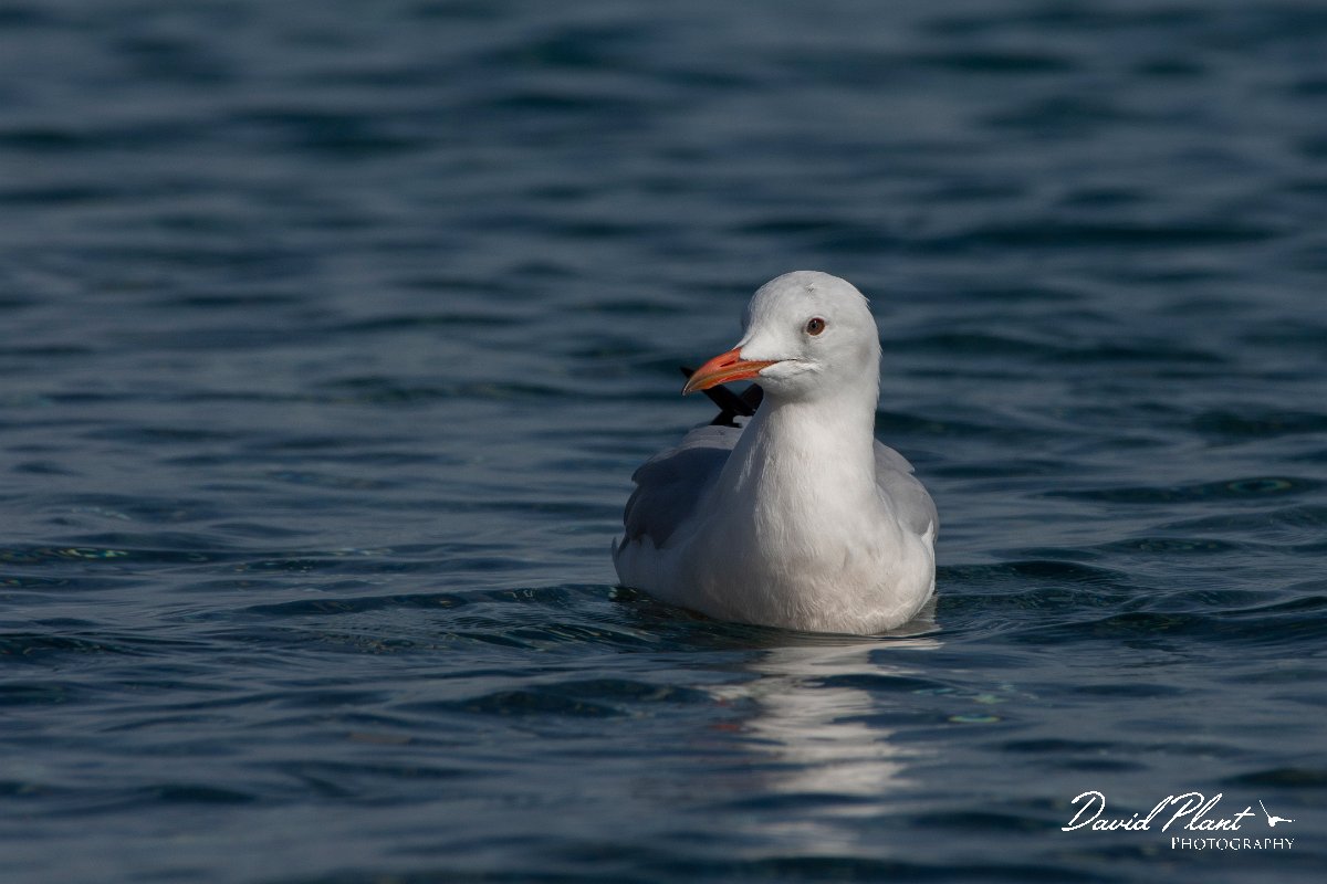 DPPhotography - Cyprus 2 - Slender-billed gull - A.jpg - Slender-billed gull - Ladies Mile Beach, Cyprus