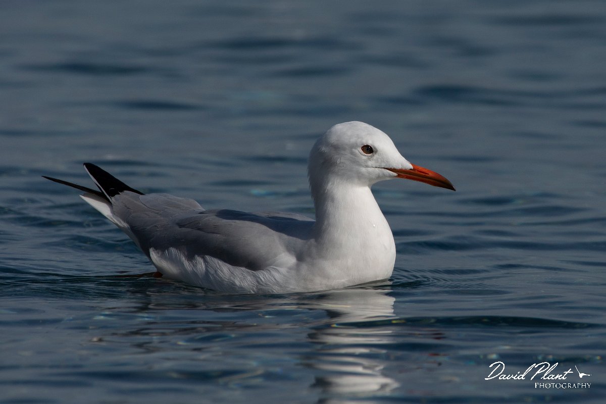 DPPhotography - Cyprus 2 - Slender-billed gull - B.jpg - Slender-billed gull - Ladies Mile Beach, Cyprus