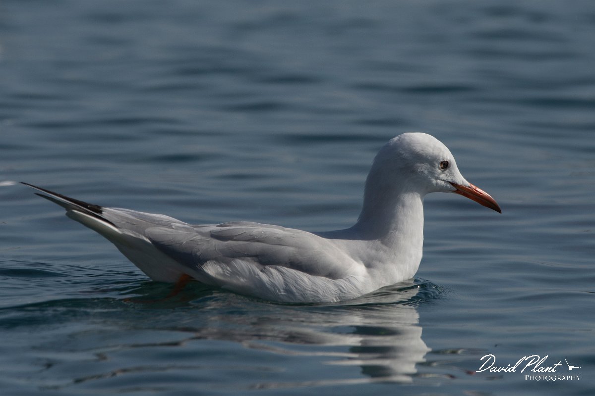DPPhotography - Cyprus 2 - Slender-billed gull - C.jpg - Slender-billed gull - Ladies Mile Beach, Cyprus