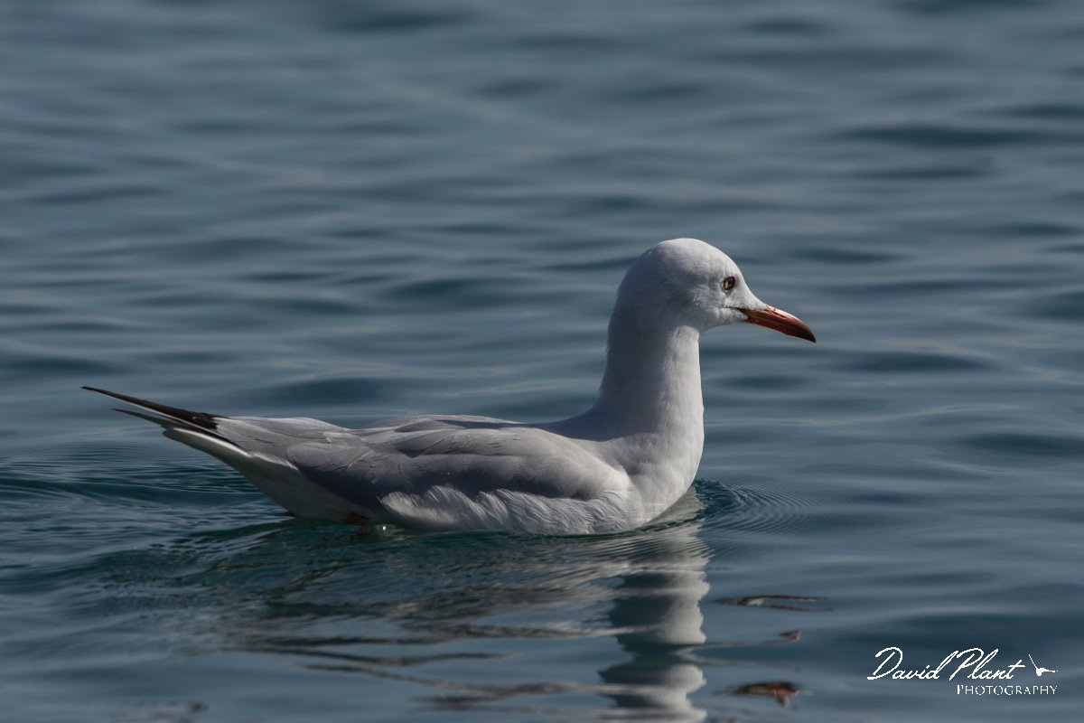 DPPhotography - Cyprus 2 - Slender-billed gull - D.jpg - Slender-billed gull - Ladies Mile Beach, Cyprus