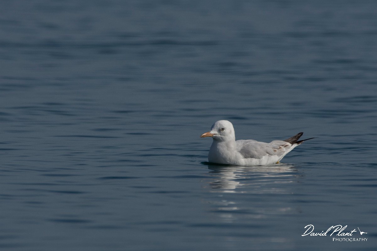 DPPhotography - Cyprus 2 - Slender-billed gull - E.jpg - Slender-billed gull - Ladies Mile Beach, Cyprus