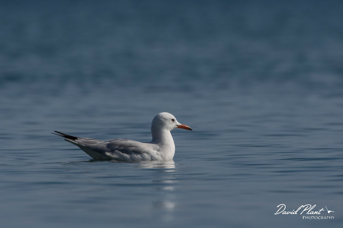 DPPhotography - Cyprus 2 - Slender-billed gull - F.jpg - Slender-billed gull - Ladies Mile Beach, Cyprus
