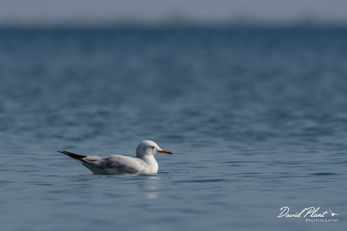 DPPhotography - Cyprus 2 - Slender-billed gull - G.jpg - Slender-billed gull - Ladies Mile Beach, Cyprus