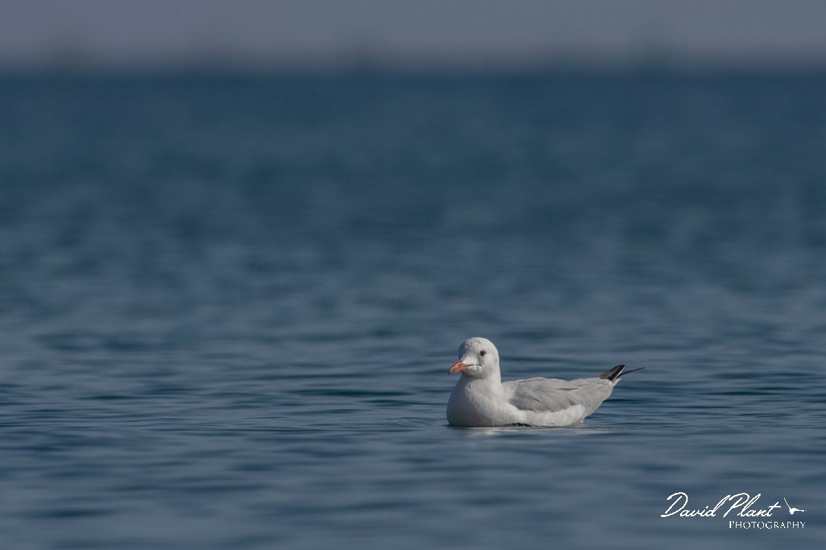 DPPhotography - Cyprus 2 - Slender-billed gull - H.jpg - Slender-billed gull - Ladies Mile Beach, Cyprus