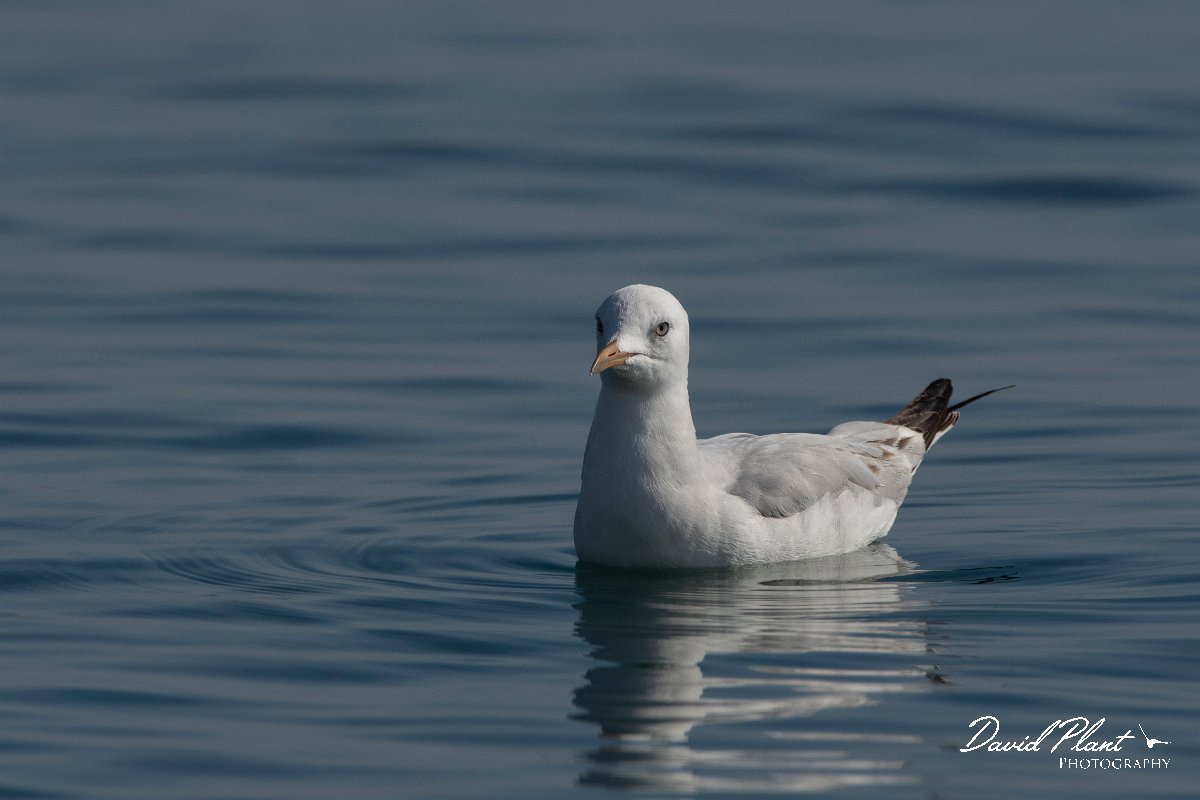 DPPhotography - Cyprus 2 - Slender-billed gull - I.jpg - Slender-billed gull - Ladies Mile Beach, Cyprus