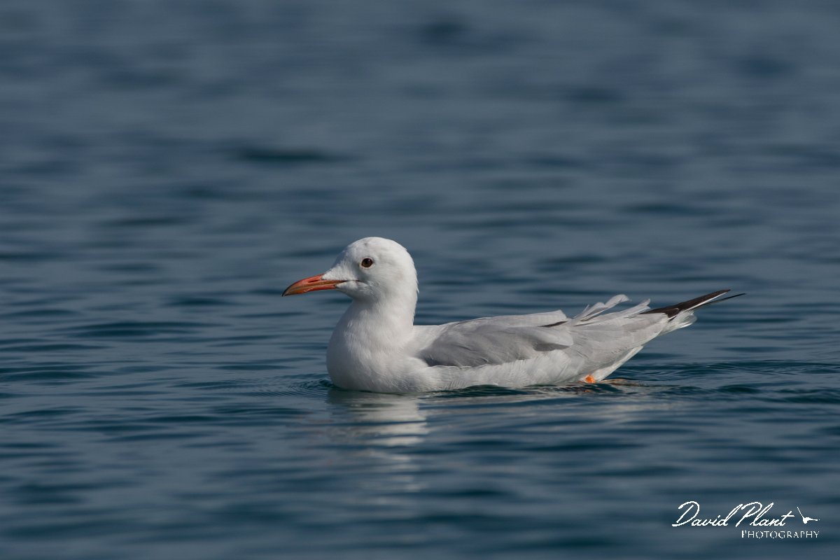 DPPhotography - Cyprus 2 - Slender-billed gull - J.jpg - Slender-billed gull - Ladies Mile Beach, Cyprus