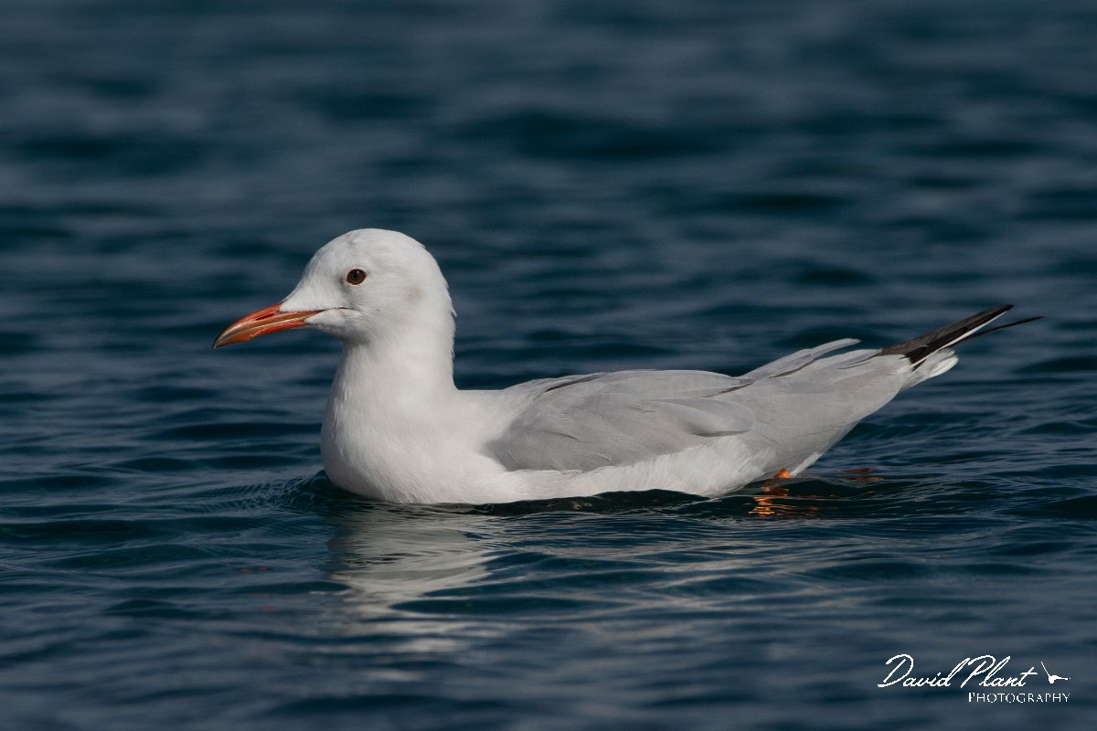 DPPhotography - Cyprus 2 - Slender-billed gull - K.jpg - Slender-billed gull - Ladies Mile Beach, Cyprus