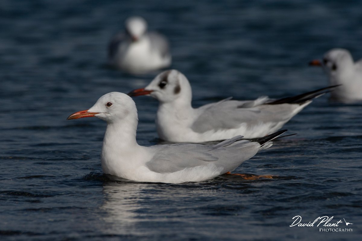 DPPhotography - Cyprus 2 - Slender-billed gull - L.jpg - Slender-billed gull - Ladies Mile Beach, Cyprus