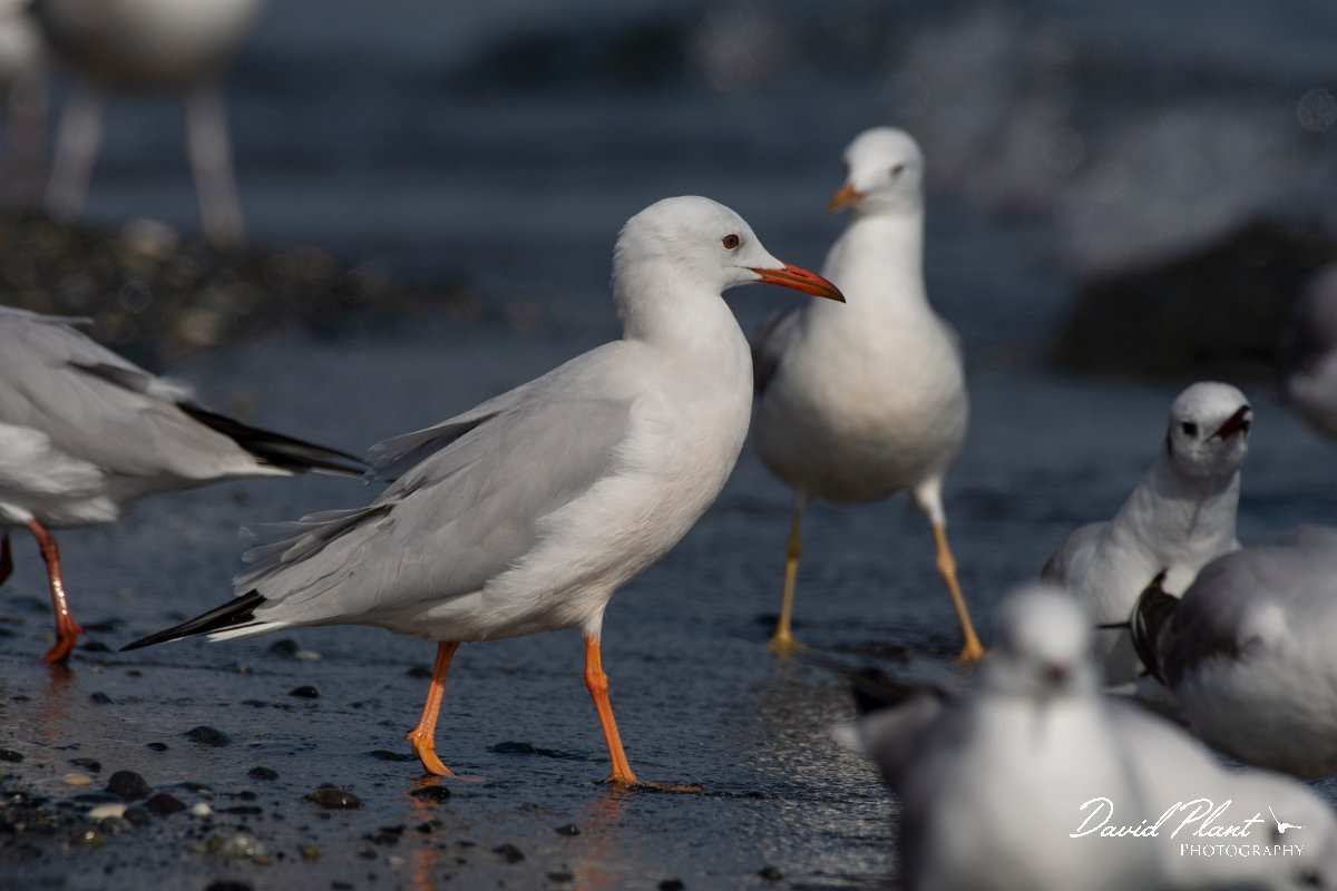 DPPhotography - Cyprus 2 - Slender-billed gull - M.jpg - Slender-billed gull - Ladies Mile Beach, Cyprus