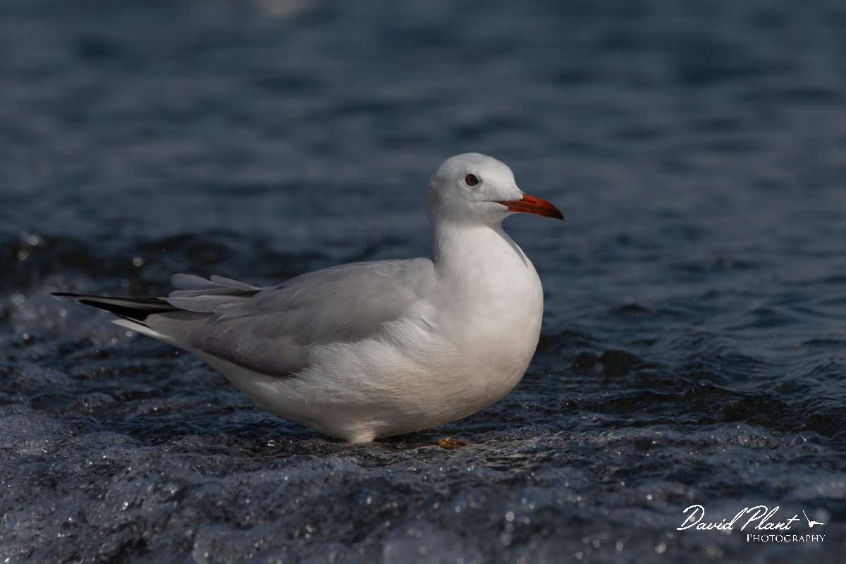 DPPhotography - Cyprus 2 - Slender-billed gull - N.jpg - Slender-billed gull - Ladies Mile Beach, Cyprus