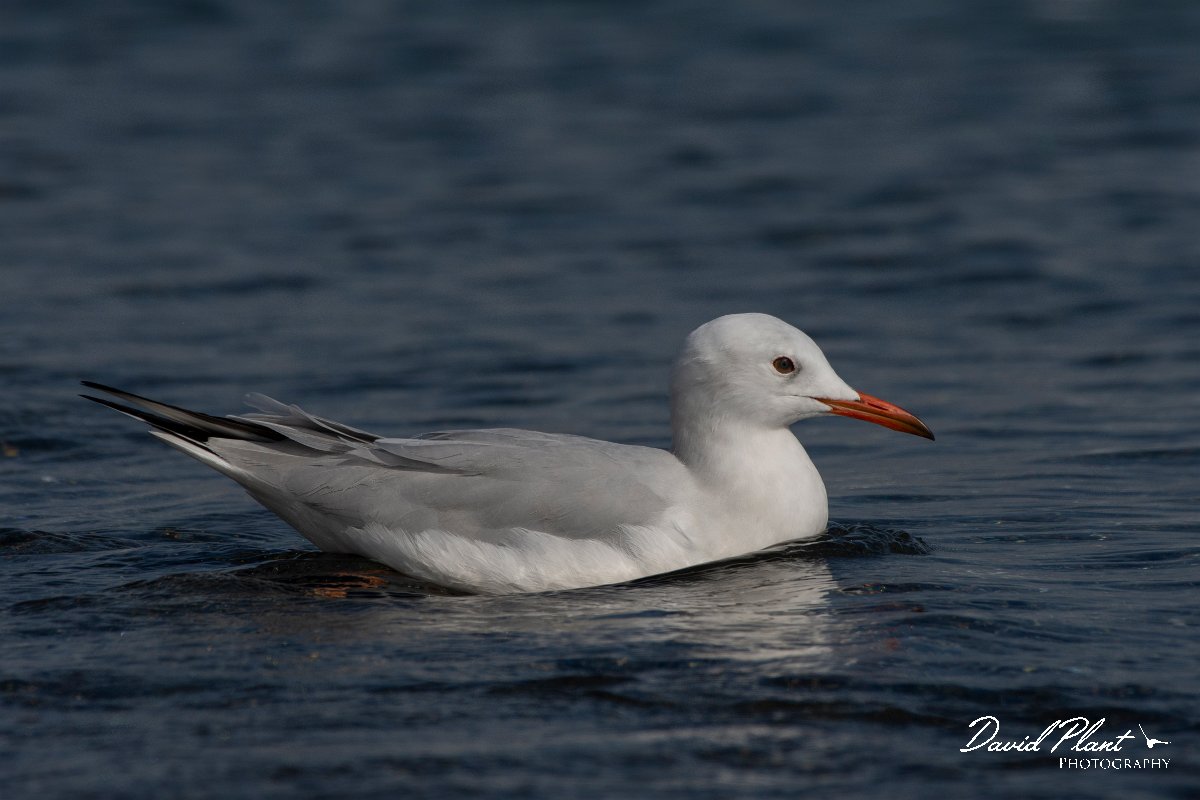 DPPhotography - Cyprus 2 - Slender-billed gull - O.jpg - Slender-billed gull - Ladies Mile Beach, Cyprus