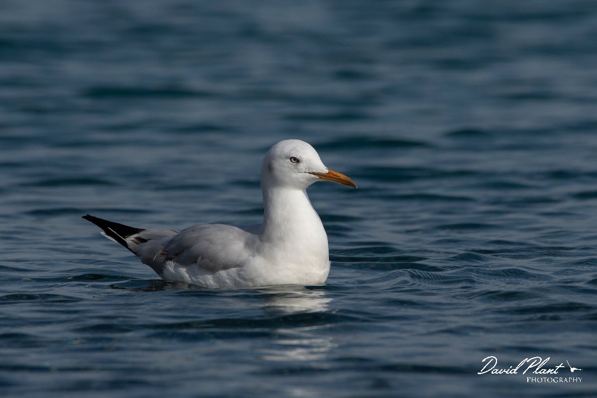 DPPhotography - Cyprus 2 - Slender-billed gull - P.jpg - Slender-billed gull - Ladies Mile Beach, Cyprus