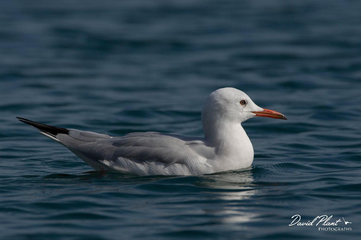DPPhotography - Cyprus 2 - Slender-billed gull - Q.jpg - Slender-billed gull - Ladies Mile Beach, Cyprus