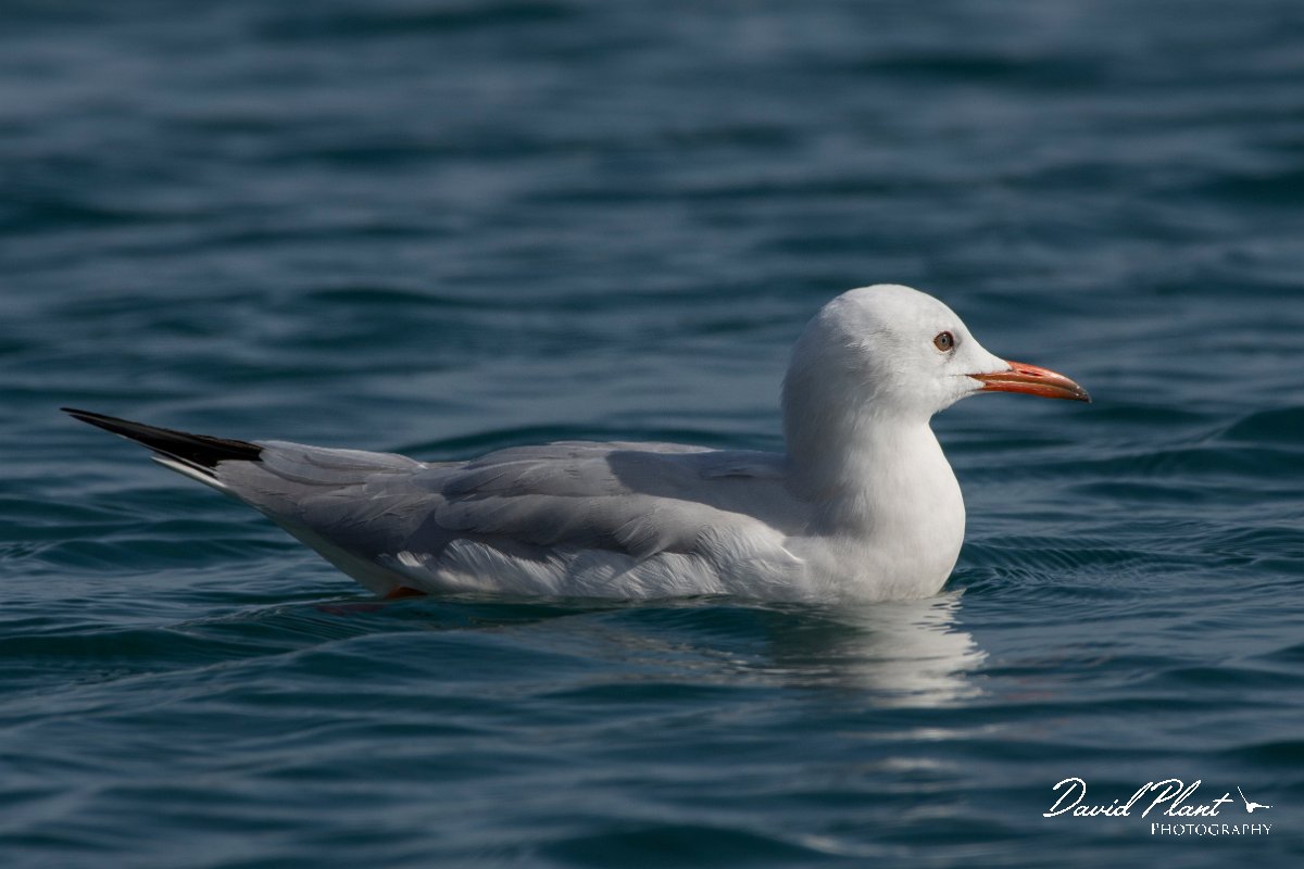 DPPhotography - Cyprus 2 - Slender-billed gull - R.jpg - Slender-billed gull - Ladies Mile Beach, Cyprus