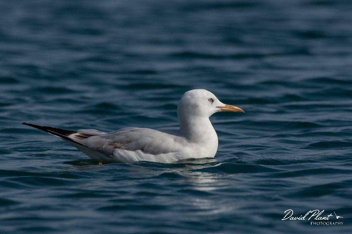 DPPhotography - Cyprus 2 - Slender-billed gull - T.jpg - Slender-billed gull - Ladies Mile Beach, Cyprus