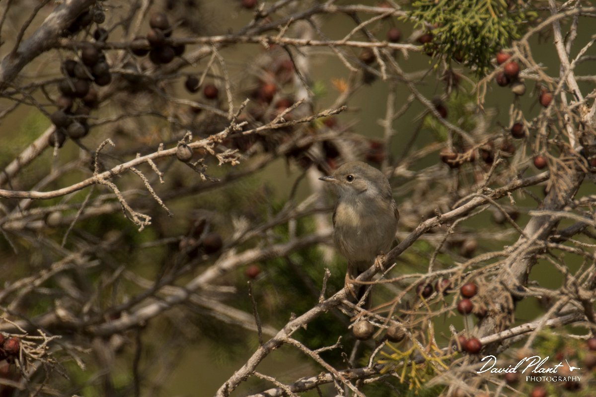 DPPhotography - Cyprus - Spectacled warbler - A.jpg - Spectacled warbler - Cape Greco