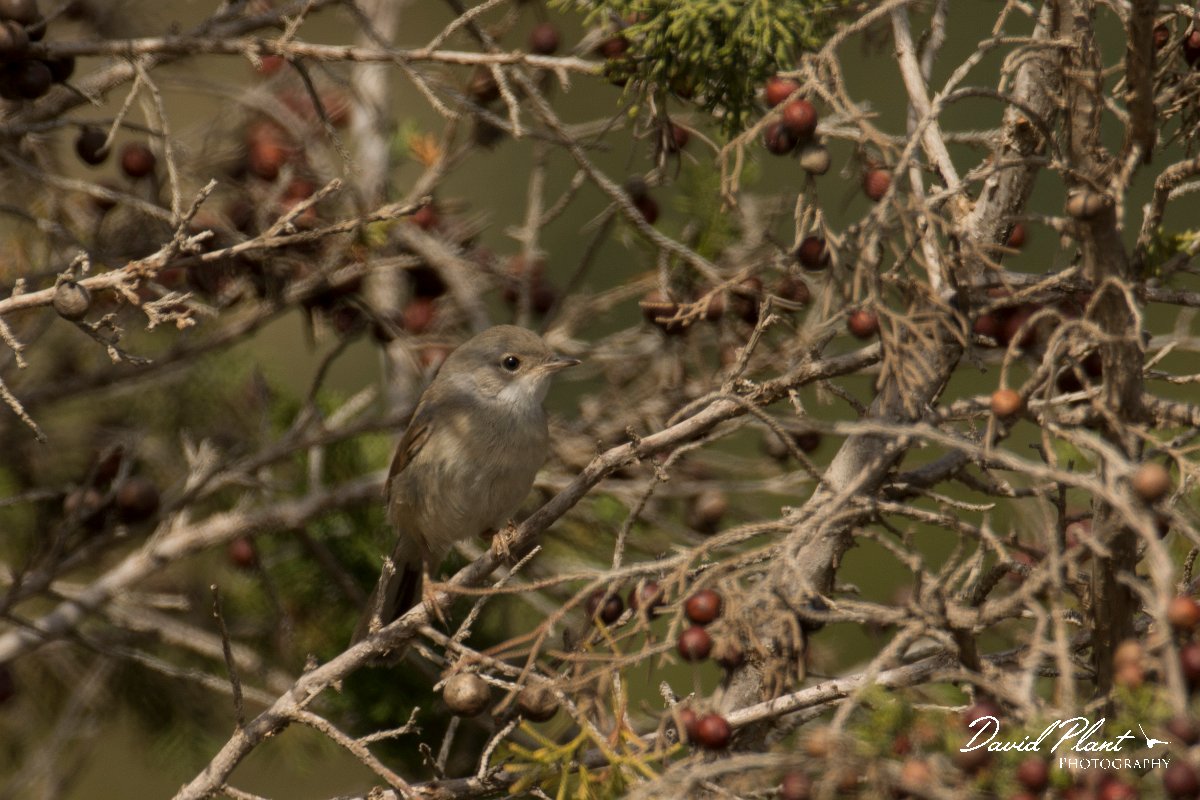 DPPhotography - Cyprus - Spectacled warbler - B.jpg - Spectacled warbler - Cape Greco