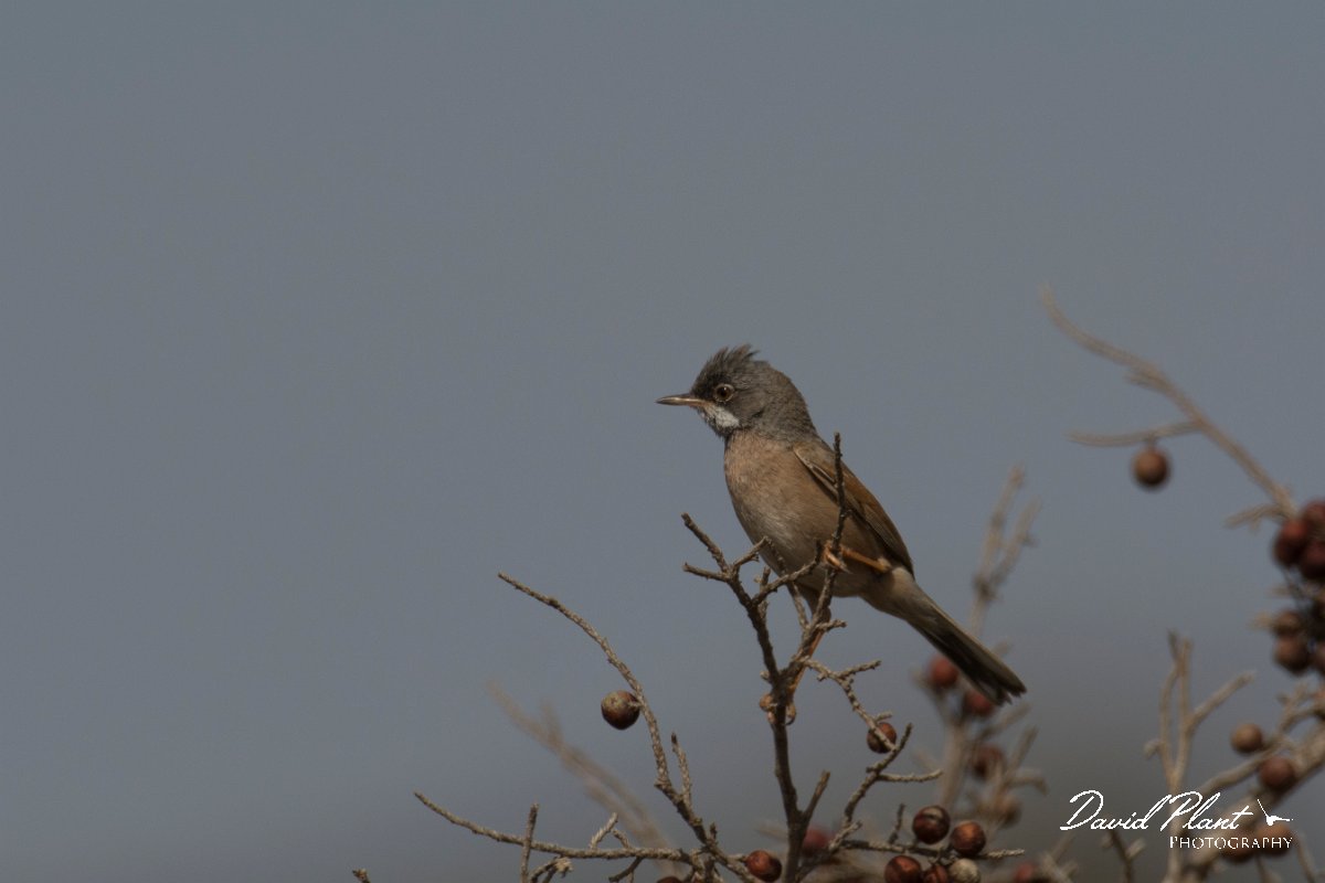 DPPhotography - Cyprus - Spectacled warbler - C.jpg - Spectacled warbler - Cape Greco