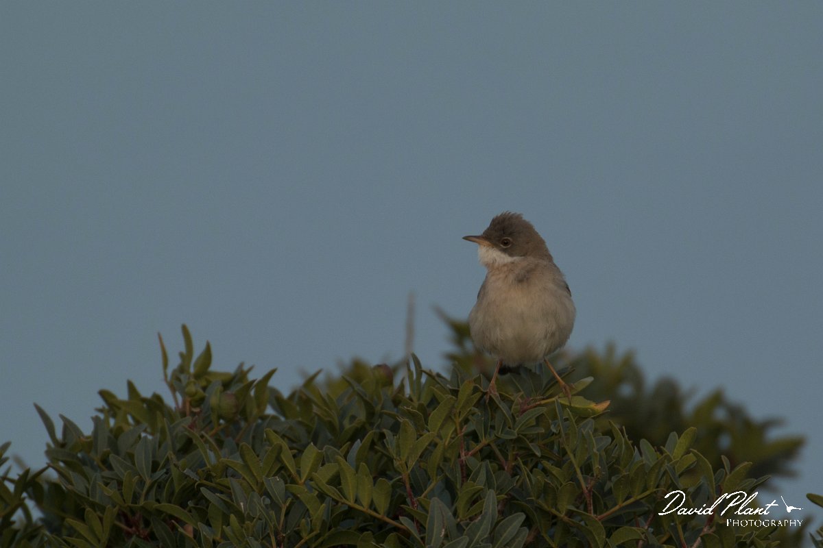 DPPhotography - Cyprus - Spectacled warbler - D.jpg - Spectacled warbler - Cape Greco