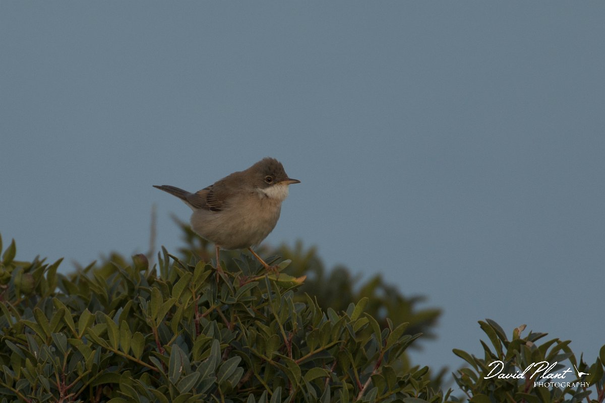 DPPhotography - Cyprus - Spectacled warbler - E.jpg - Spectacled warbler - Cape Greco