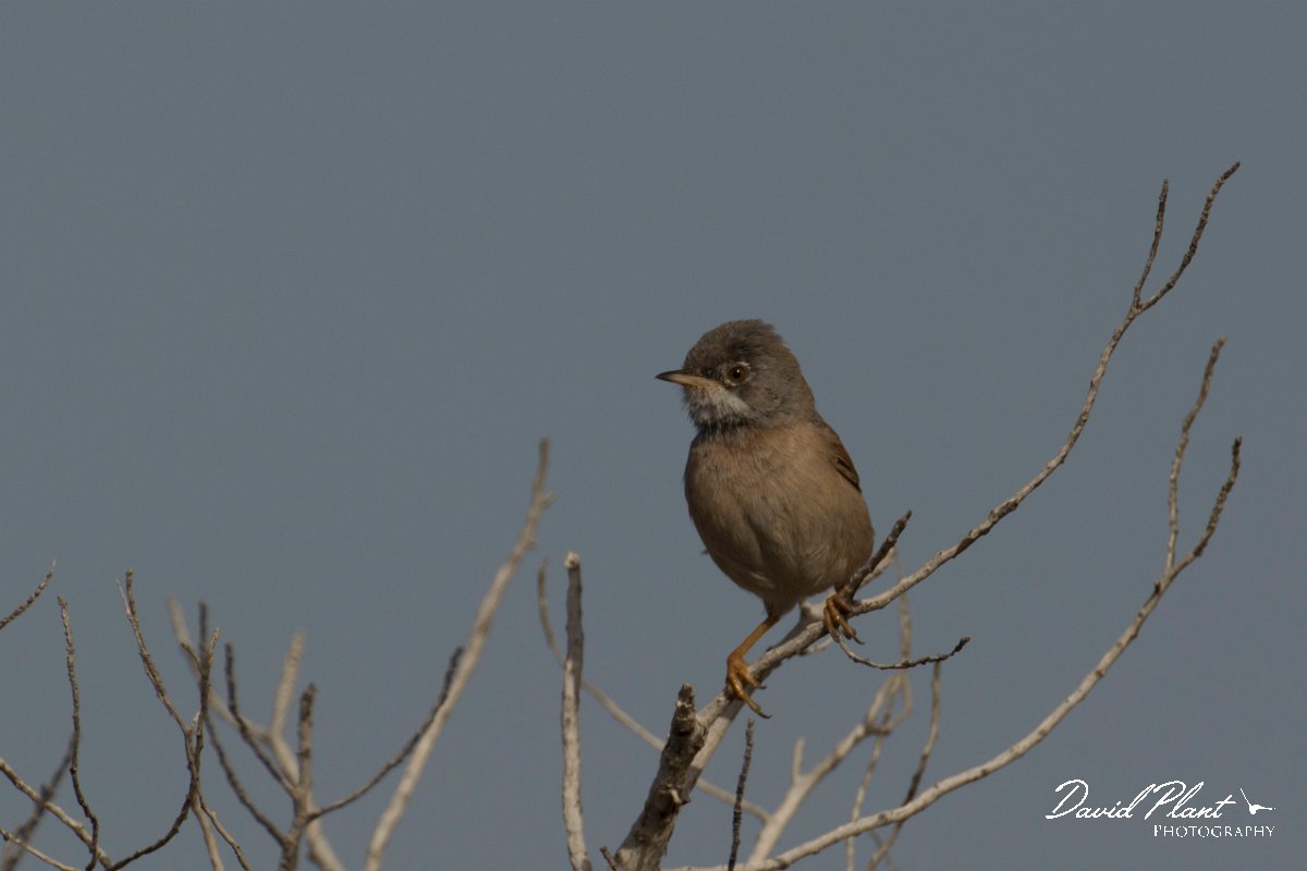 DPPhotography - Cyprus - Spectacled warbler - F.jpg - Spectacled warbler - Cape Greco
