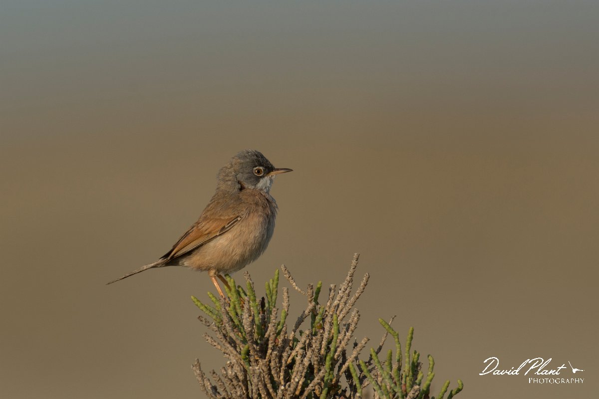 DPPhotography - Cyprus - Spectacled warbler - G.jpg - Spectacled warbler - Larnaca airport lagoons