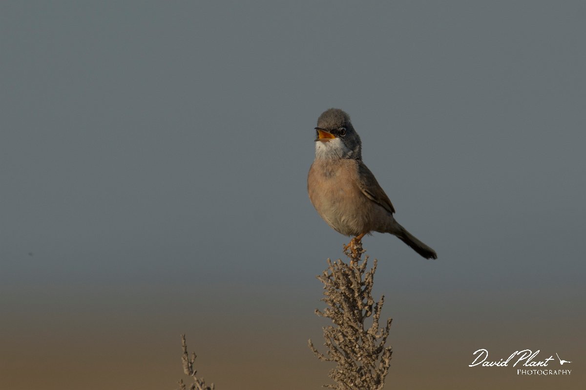 DPPhotography - Cyprus - Spectacled warbler - H.jpg - Spectacled warbler - Larnaca airport lagoons