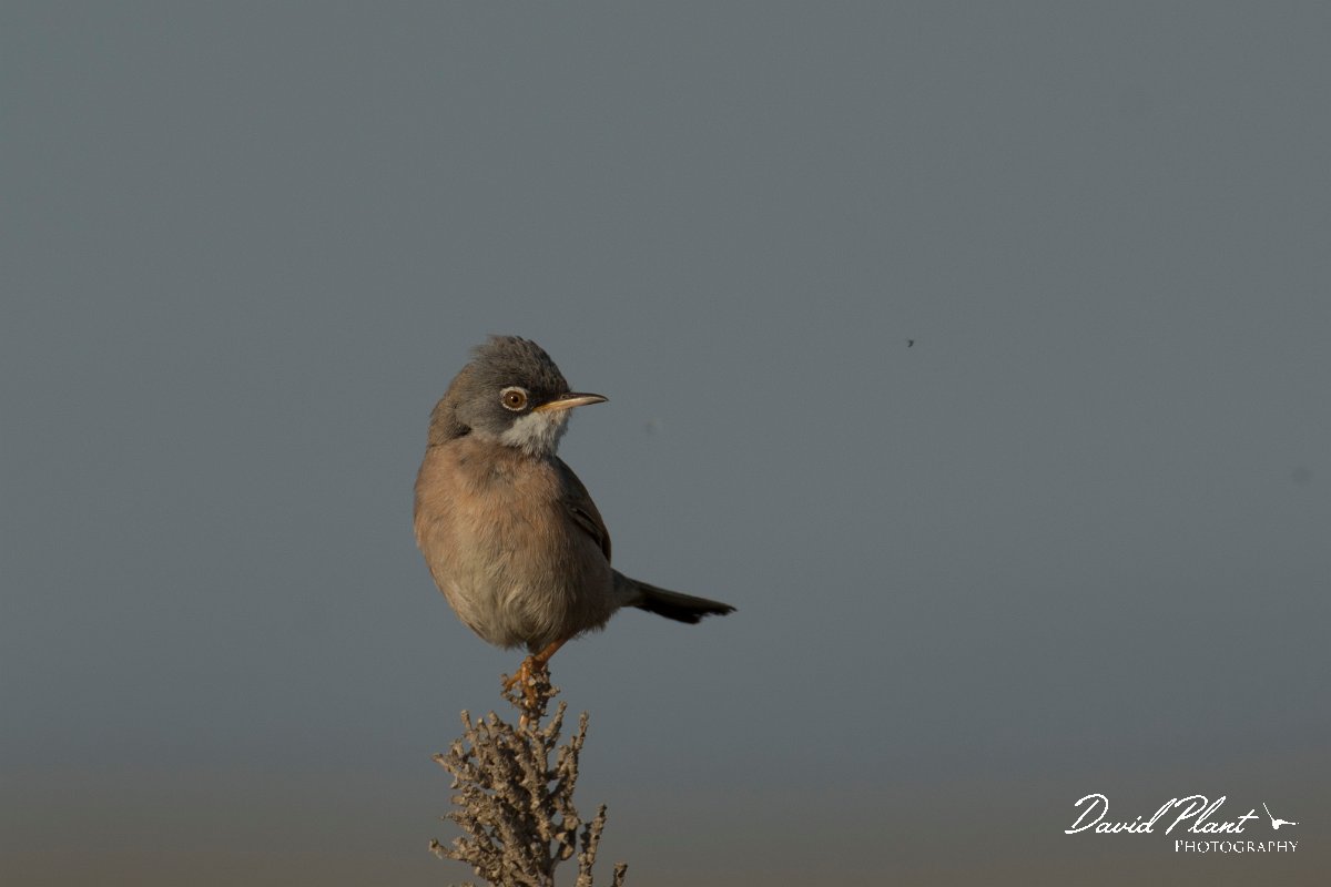 DPPhotography - Cyprus - Spectacled warbler - I.jpg - Spectacled warbler - Larnaca airport lagoons