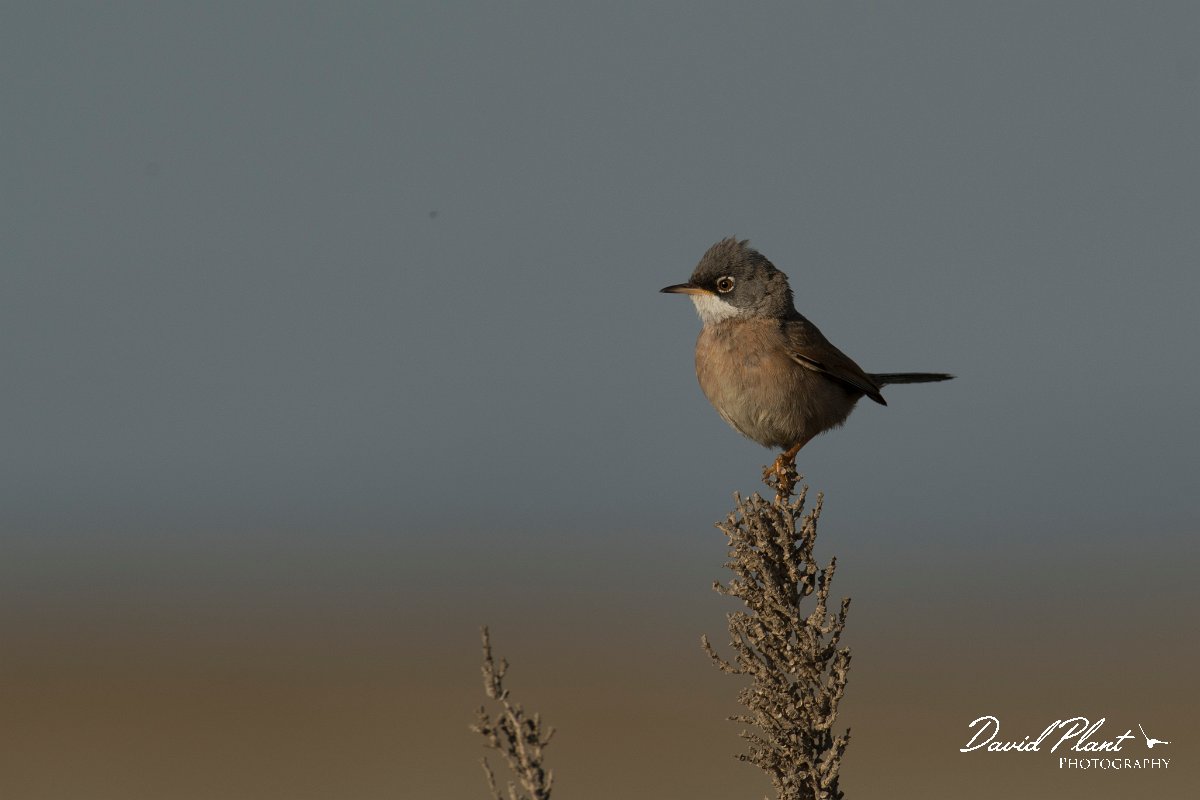 DPPhotography - Cyprus - Spectacled warbler - J.jpg - Spectacled warbler - Larnaca airport lagoons