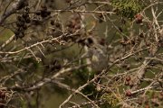 DPPhotography - Cyprus - Spectacled warbler - A