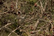 DPPhotography - Cyprus - Spectacled warbler - B